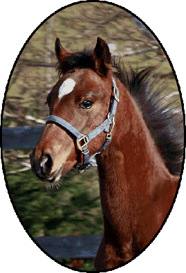 black_river_orlovs_2013004012.gif