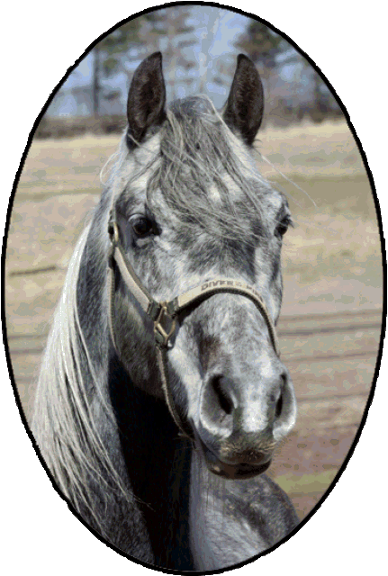 black_river_orlovs_2013004014.gif