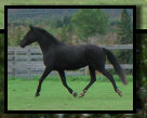 black_river_orlovs_2013028004.jpg