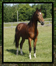 black_river_orlovs_2013028006.jpg